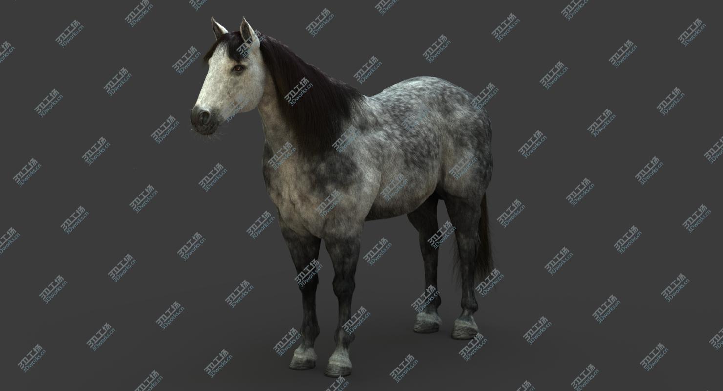images/goods_img/2021040161/3D model Horse (2) (DappleGrey) (ANIMATED) (FUR)/4.jpg